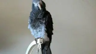 Happy Halloween from my Parrot  spooooooky