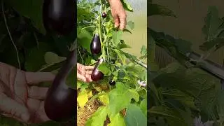 Баклажаны и "кормить" и поливать в августе  нужно.