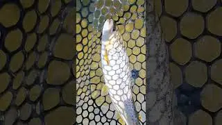 Trout fishing #риболов #риба #рибалка