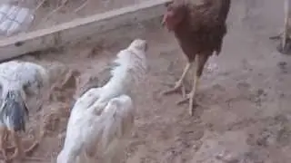 Beyaz Horoz ve Kahverengi Horoz Dövüşüyor