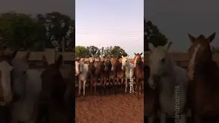 This 9-5 ain’t workin #ranchlife #cowvideos #cowboys #trailriding #cowgirl #horses #horselover #fyp