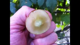 Selection novelty. KUPIDON grapes that blew minds...