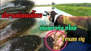 ตก​ปลาช่อน​ด้วย​เขียด​ สไตล์​ เท็ก​ซัส​ริก (Texas​ rig)​ | น้า​ศาล​ เบ็ด​ซิ่ง​