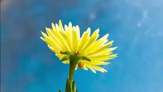 Mesembryanthemum (Lemon Pig Face) succulent flower blooming Time-Lapse
