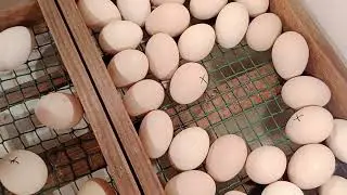 инкубатор и вареные яйца