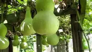Gourd Garden Tour II - June 18, 2010