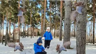 Встреча с белками! Сосны, ели и пушистые хвостики! София и Султан погуляли в парке!