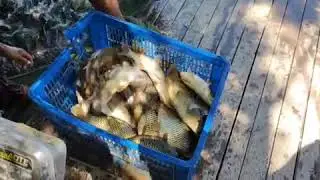 Baliq ovi #sazan  #baliqovi #fishing #baliq #fish #baliqovu #carpfishing #carplife #koi #carp