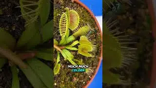 I Know What's Happening to our Plants! 