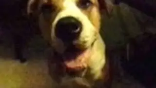 Moe talking and talking - Dogs Talking Dogs Talking like humans Mollie