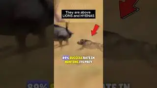 🐾The Most EFFECTIVE Hunter In AFRICA! 