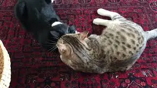 The involuntary bath