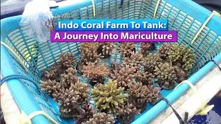 Indo Coral Farm To Tank: A Journey Into Mariculture