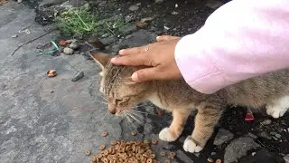 Feeding black cat staring beside the car, then other cat come asking food.