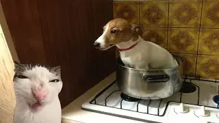 Try Not To Laugh Cats And Dogs Videos 😁 - BEST Funny Animal Videos 2024 🥰 #9