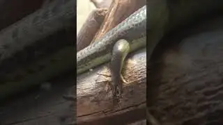 Оливковый сцинк