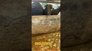 SAWAN KE MAUSAM ME| GAO MATA KI SEWA|#gaumata #travel #gaushala #delhi #youtubeshorts #viral #fast
