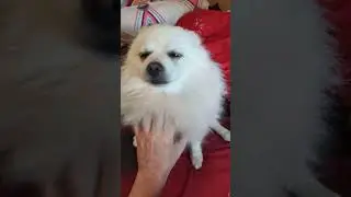 Кайфопёс #funnyanimals #dog