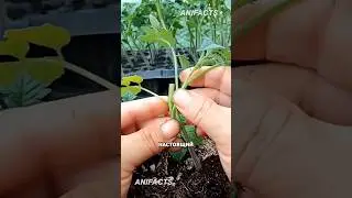 2 КОРНЯ — 1 КУСТ 