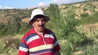 Kütahya Simav - Chandler Ceviz Yetiştiriciliği - Aşı Gelişimi - Kavun Gübreleme