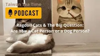 Ragdoll Cats & The Big Question: Are You a Cat Person or a Dog Person?