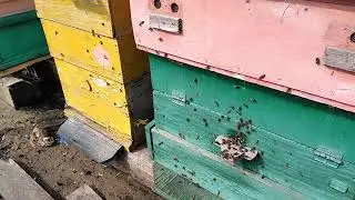 РАДОСТЬ И ПОТЕРИ....  🐝🐝🐝🐝🐝