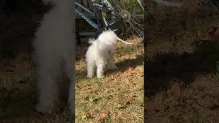 Training is going well.. #puppy #training #recall #dog #bichonfrise