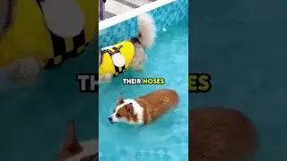 #nobatidao