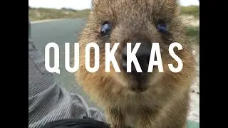 Quokkas | Keeping up with Kim