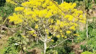 SANTILMO SA MGA BUKID NANGGAWAS// SIGNS OF SUMMER IN BUKIDNON