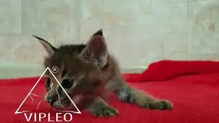💝 Caracat F1 females from VIPLEO®. Mother caracat F3, dad caracal.