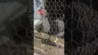 How to sing to chickens 🐔 🎶