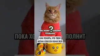 Наглый котик 