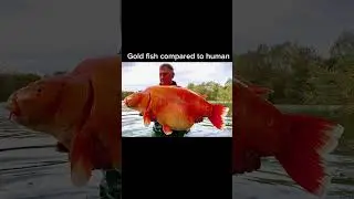 Things that are bigger than you think part 27  #shorts