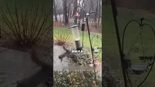 Зачем кормушки защищают от белок?