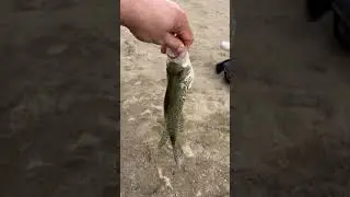 Fishing with worms #fishing #shorts