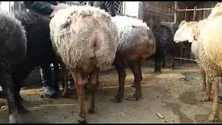 МОЛБОЗОРИ СПИТАМЕН НАРХИ КУЧКОР ГУСФАНД 27.02.2022