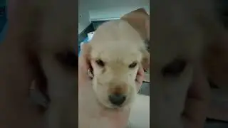 #лечение щенка #юлияветеринар #like #dog