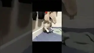 #funny #fypシ #memes #memesdaily #memesvideo #animals