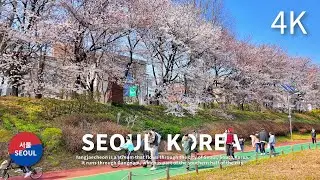 Cherry Blossoms in Korea - Yangjaecheon, Seoul 4K
