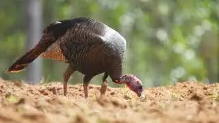 NWTF Announces Historic Investment Into Wild Turkey Research