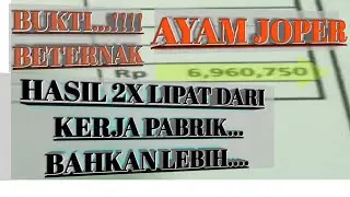 Perbandingan brooding gasolec dengan lampu bolam,jangan salah langkah...!!!