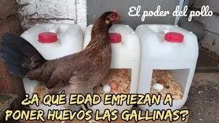 ¿A qué edad ponen huevos las gallinas? @elpoderdelpollo2342