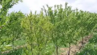 Wormy ile Bodur anaç(rootpac 20) bademde hasat sonu yaprak besleme etkisi 1.Bölüm