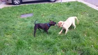 Agresívne šteniatka - Stafbullík vs Retriever