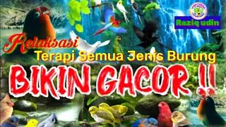 Terapi Burung Bikin GACOR / Suara Air Dan Suara Burung Alam Liar Relaksasi vlog
