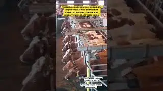 Кормление коров. Качественное молоко.