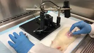 Intradermal administration and imaging of encapsulated QDs (2020)