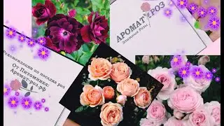 Обзор посылки из питомника 