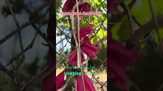 The Pink Flower Trumpet Vine (#botany)